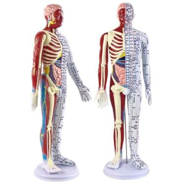 Imagem de Modelo de acupuntura de corpo humano de 60cm, semi-músculo, esqueleto, vísceras, modelo de medicina tradicional chinesa, pontos de acupuntura meridianos