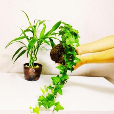 Imagem de Kokedama Hera Estrela Hedera Helix - Arranjo Decoração Natural - Sitio