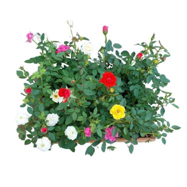 Imagem de Kit 5 Mudas Mini Rosas Natural Planta Decoração Jardim Mista Ideal Vasos Jardineiras