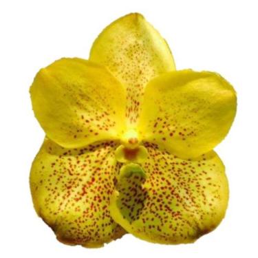 Imagem de Vanda Amarela - Muda - ORQUIVITRO
