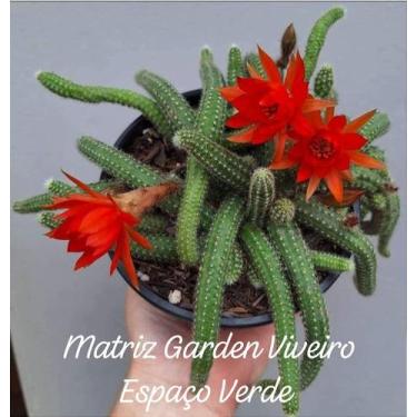 Imagem de Cacto Amendoim - Muda de Suculenta em Vaso 09 - Garden Viveiro Espaço 