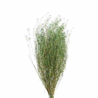 Imagem de Sementinha Verde Desidratada p/ Decoração - Pense Flores