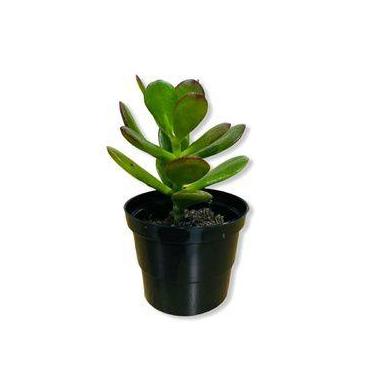Imagem de Kit 20 Mini-Vasos Para Plantas E Suculenta 80ml Várias Cores - 4Estaçõ