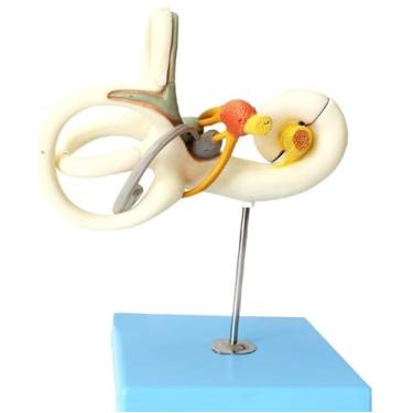 Imagem de Modelo de estrutura interna de orelha aberta, labirinto de ouvido interno humano, modelo anatômico ampliado de canal semicircular, modelo de sistema auditivo ampliado de 18x, para pesquisa de ensino