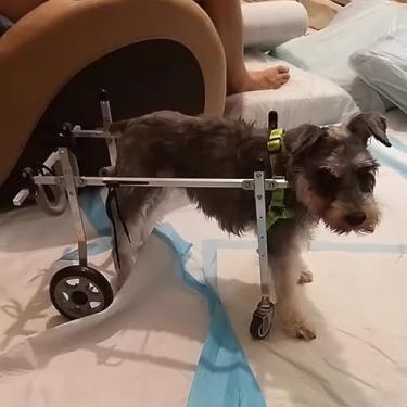 Imagem de Carrinho de bebê de 4 rodas para cães pequenos, médios e grandes, cadeira de rodas para cães de suporte completo quatro rodas, joelheira para perna traseira rasgada Acl (XXXS)