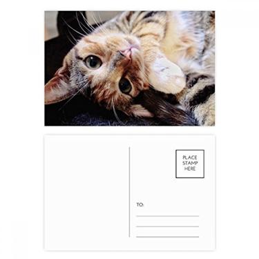 Imagem de Conjunto de cartões postais listrados, gatinhos, gatos, relaxar, animal, cartão de felicitações de aniversário