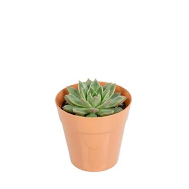 Imagem de Restaurantware Copos de sobremesa de 118 ml, 100 copos de sorvete de vaso de flores - para parites temáticos de jardim, aniversários, casamentos ou buffet, recicláveis, copos de aperitivo de plástico de cor terracota, marrom