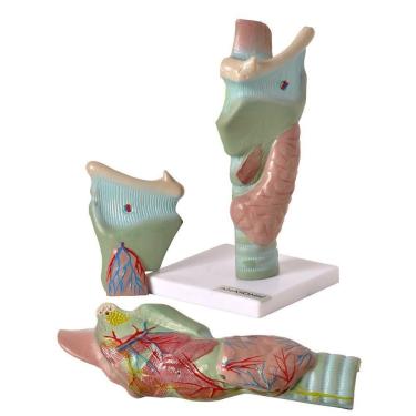 Imagem de Laringe Ampliada Em 3 Partes Modelo Anatomia
