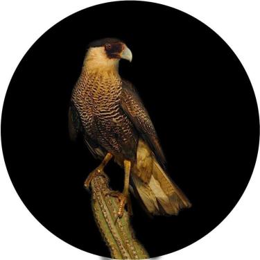 Imagem de Capa De Estepe Personalizada Ecosport Ave De Rapina Carcará