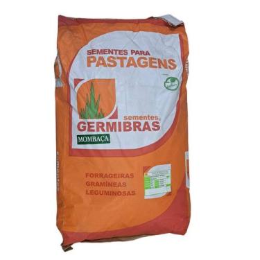 Imagem de 20kg Sementes de Capim Mombaça Panicum Maximum CV35 - Alta Produção pa
