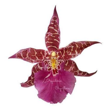 Imagem de Orquídea Miltassia Dark Star ! Planta Adulta ! - Orquiflora