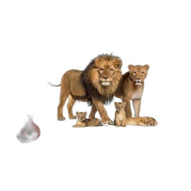 Imagem de Papel De Parede Animais Leão Família Filhotes 3,5M Anm528 - Você Decor