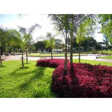 Imagem de Sementes de Grama Batatais 2 kg - Sementes para jardim - Realpecuaria