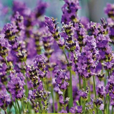 Imagem de Semente de Alfazema ou Lavanda - Embalagem 200mg