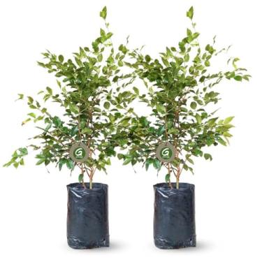 Imagem de kit com 2 Mudas de Jabuticaba Híbrida Precoce Para Produzir Em Vasos