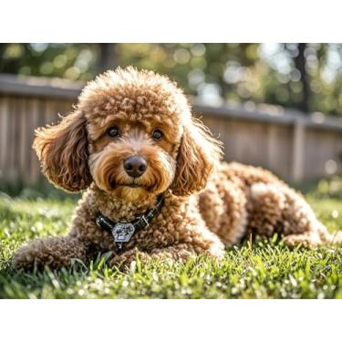 Imagem de Kit de pintura de diamante 5D marrom Poodle Grassland Diamond Art DIY completo redondo contas strass por número Stitch artes e artesanato feito à mão para sala de estar, quarto, decoração de parede de