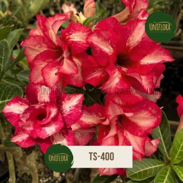 Imagem de ENXERTO ROSA DO DESERTO FLOR DOBRADA COR terracota suave TS400 - UNIFL