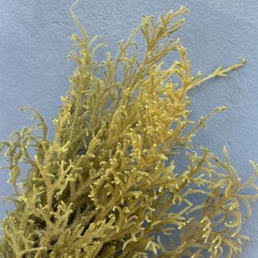 Imagem de Flores Sempre-Vivas Naturais Desidratadas, Capim Milindro Verde (6)