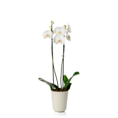 Imagem de Cachepo DUE N5 Orquídea Pote 12-13,0 x 15,0 Calcário