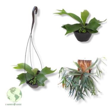 Imagem de Chifre De Veado Muda Planta Decoração Rara Bem Embalado Top - O Mundo 