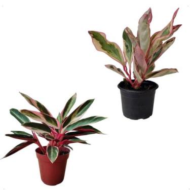 Imagem de Kit Mudas Maranta Tricolor Natural Folhagem Peperômia Tricolor - Orqui