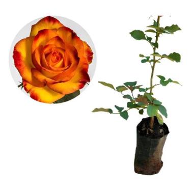 Imagem de Linda Muda De Rosa De Fogo (bicolor) Especie Rara. - galpao livy