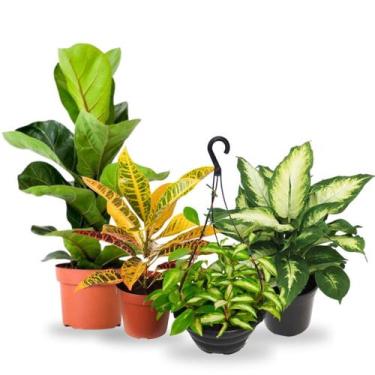 Imagem de Kit Planta Comigo Ninguem Pode Ficus Croton Flor de Cera - Verde Garde