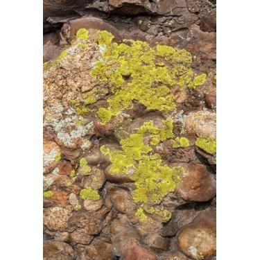 Imagem de Quadro Decorativo com Estampa Green Lichen And Moss Brownstones Vertical 50 x 50 Papel 3 unidades