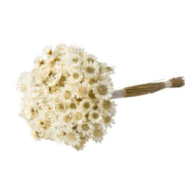 Imagem de Sempre Vivas Branca Lembrança, Decoração 600 Flores - Pense Flores