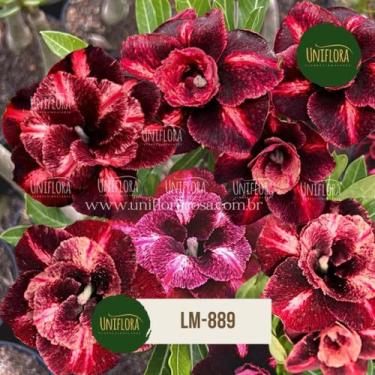 Imagem de Planta Rosa do Deserto Exótica TONS MARRONS COM VERMELHO LM889 - UNIFL