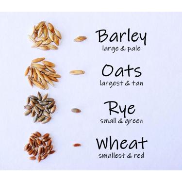 Imagem de Crafted-Brand Mistura De Grama Para Gatos Simple, 100% Orgânica Dos Eua, 4 Sementes Populares: Combinação Trigo, Cevada, Aveia E Centeio. Demonstre Seu Amor Com Um Petisco Saudável Animal Estimação