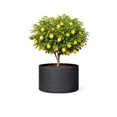 Imagem de Vaso Grande Arvore Frutifera 165 Litros Feltro Allgreen