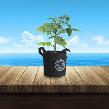 Imagem de VASO DE FELTRO GROW BAG CULTIVANDO SUSTENTO 7 LITROS PARA CULTIVO INDOOR E OUTDOOR COM ALÇA RESISTENTE