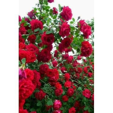 Imagem de 100 Sementes De Rosa Trepadeira Vermelha - Agrotecwb