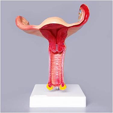 Imagem de EHVYBDX Modelo educacional modelo feminino de anatomia de útero e ovário - Modelo de ampliação do útero - Modelo de útero e ovário humano - para molde de ensino de obstetrícia e ginecologia