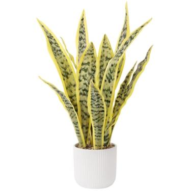 Imagem de DUZYXI Planta de cobra artificial realista de 54,5 cm com vaso branco, plantas de cobra falsa, vegetação sansevieria, planta de cobra sintética para casa, escritório, sala de estar, presentes de