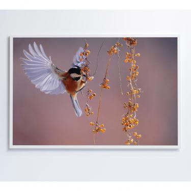 Imagem de Quadro Beija Flor 60x40 Cm Adesivo Fotográfico