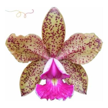Imagem de Orquidea Cattleya Pedra Da Gávea X Pão De Açucar * Adulta * - doce l@r