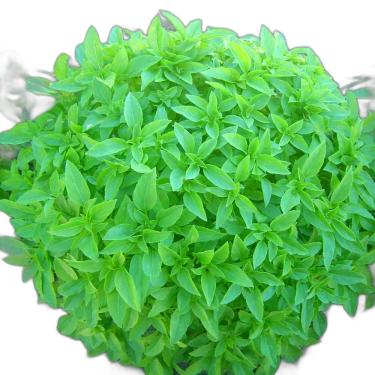 Imagem de Sementes de Hortaliças, Variedades Diversas, Monte seu Kit Personalizado (Manjericão Limoncino 15 Sementes)