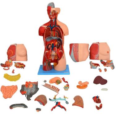 Imagem de Torso Luxo 85 Cm, Bissexual, Com Coluna Exposta, Em 32 Partes