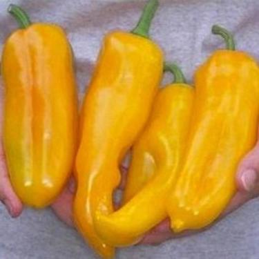 Imagem de 100 Sementes De Pimenta Amarela Comprida - SEEDS