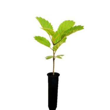 Imagem de Muda de Ipê Rosa Pronta Para Plantio 10 cm a 40 cm - AMK