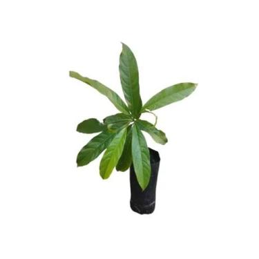 Imagem de Muda de Chá De Bugre Altura de 0,40 cm a 0,80 cm - AMK - Jardinagem e 