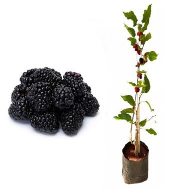 Imagem de Muda de Amora Gigante Portuguesa 50 a 80cm AMK - Plantas Online - AMK 