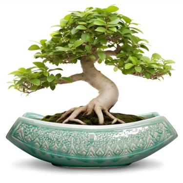 Imagem de Teagas Vasos de bonsai de 45,7 cm - vasos de cerâmica para suculentas, plantador de bonsai grande para plantas internas e externas, vaso decorativo com orifício de drenagem, vaso de flores de cerâmica