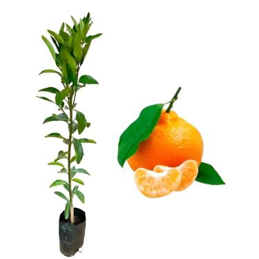 Imagem de Muda De Laranja Ponkan Enxertada Até 1,20m Vigorosa