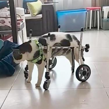Imagem de Cadeira de rodas para cães para pernas traseiras - Auxiliar de mobilidade de quatro rodas para artrite, carrinho de reabilitação portátil para pernas fracas, ideal para cães e gatos