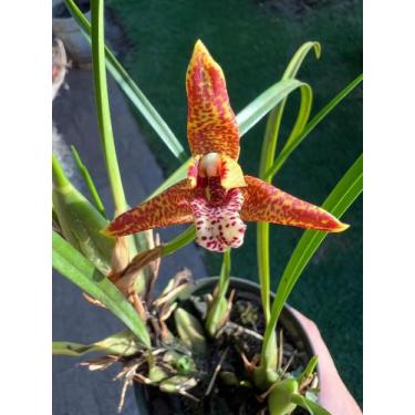 Imagem de Orquidea Maxillaria Tenuifolia Planta Adulta Vaso Formado - doce l@r