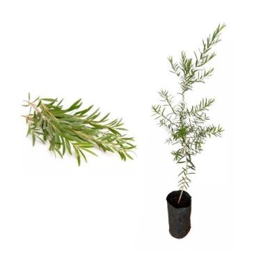 Imagem de Muda De Melaleuca Alternifolia - Planta Medicinal - AMK - Jardinagem e