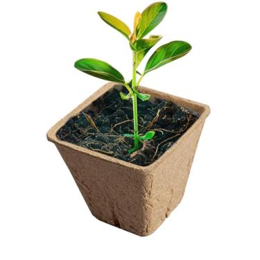 Imagem de Bandejas para iniciantes de mudas de turfa, recipiente de germinação de plantas, recipientes de germinação de plantas domésticas para vegetais e flores, frutas, ferramenta de cultivo de jardinagem